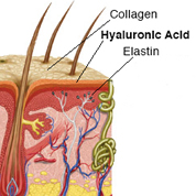 Hyaluronic Acid In The Skin