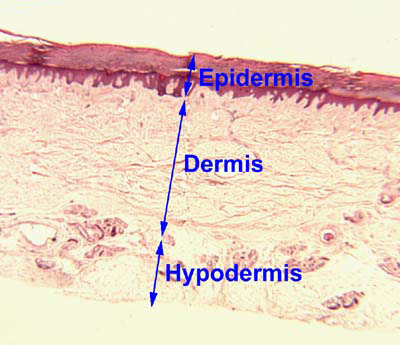 skin layers