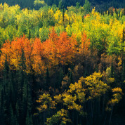 Trees Are Essential To Your Health